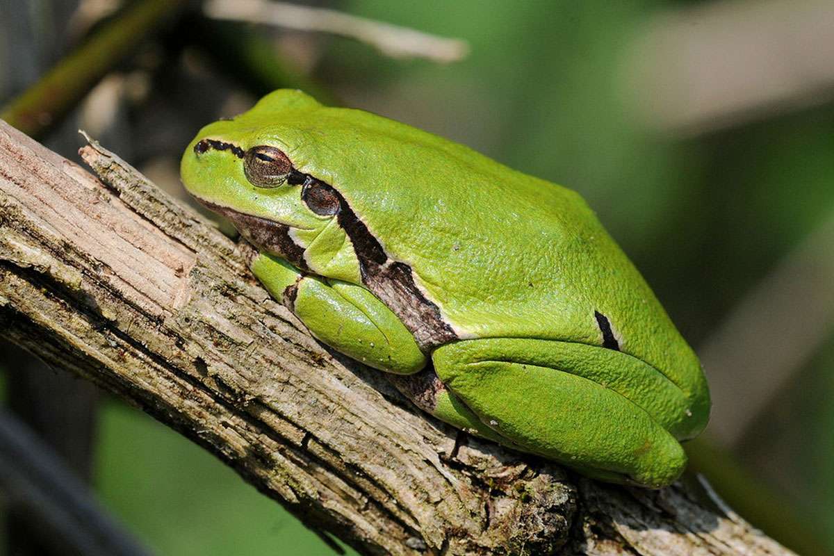 Europäischer Laubfrosch (Hyla arborea), (c) Harald Bott/NABU-naturgucker.de