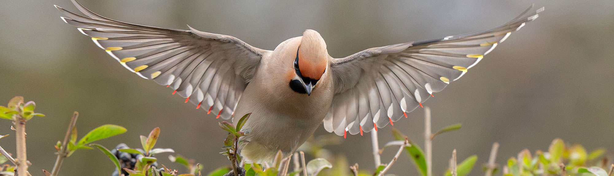 Seidenschwanz (Bombycilla garrulus), (c) Ronny Schuster/NABU-naturgucker.de