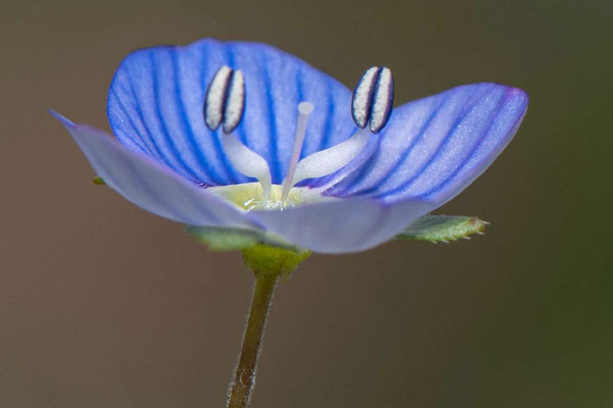 Beispiel für ein Pflanzenfoto: Persischer Ehrenpreis (Veronica persica), (c) Ulrich Sach/NABU-naturgucker.de