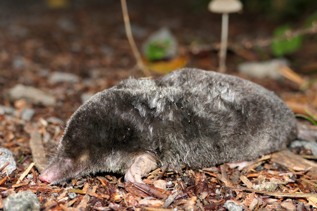 Europäischer Maulwurf (Talpa europaea), (c) Birgit Emig/NABU-naturgucker.de