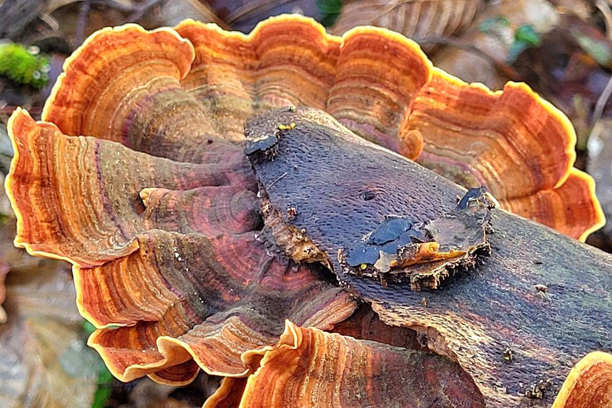 Beispiel für ein Pilzfoto: Samtiger Schichtpilz (Stereum subtomentosum), (c) Reinhard Richter/NABU-naturgucker.de