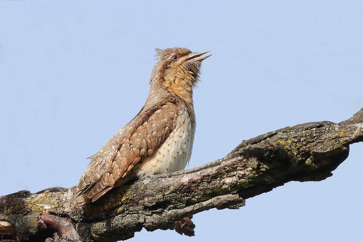 Beispiel für ein Tierfoto: Wendehals (Jynx torquilla), (c) Jens Winter/NABU-naturgucker.de