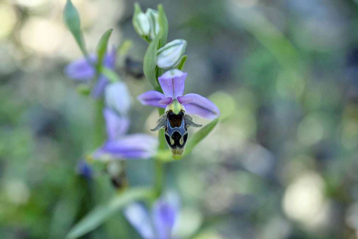 Was ist bei Ragwurzen eine Art und was eine Variation? Hier ist eine Bremsen-Ragwurz (Ophrys oestrifera) zu sehen, (c) Stefan Munzinger/NABU-naturgucker.de