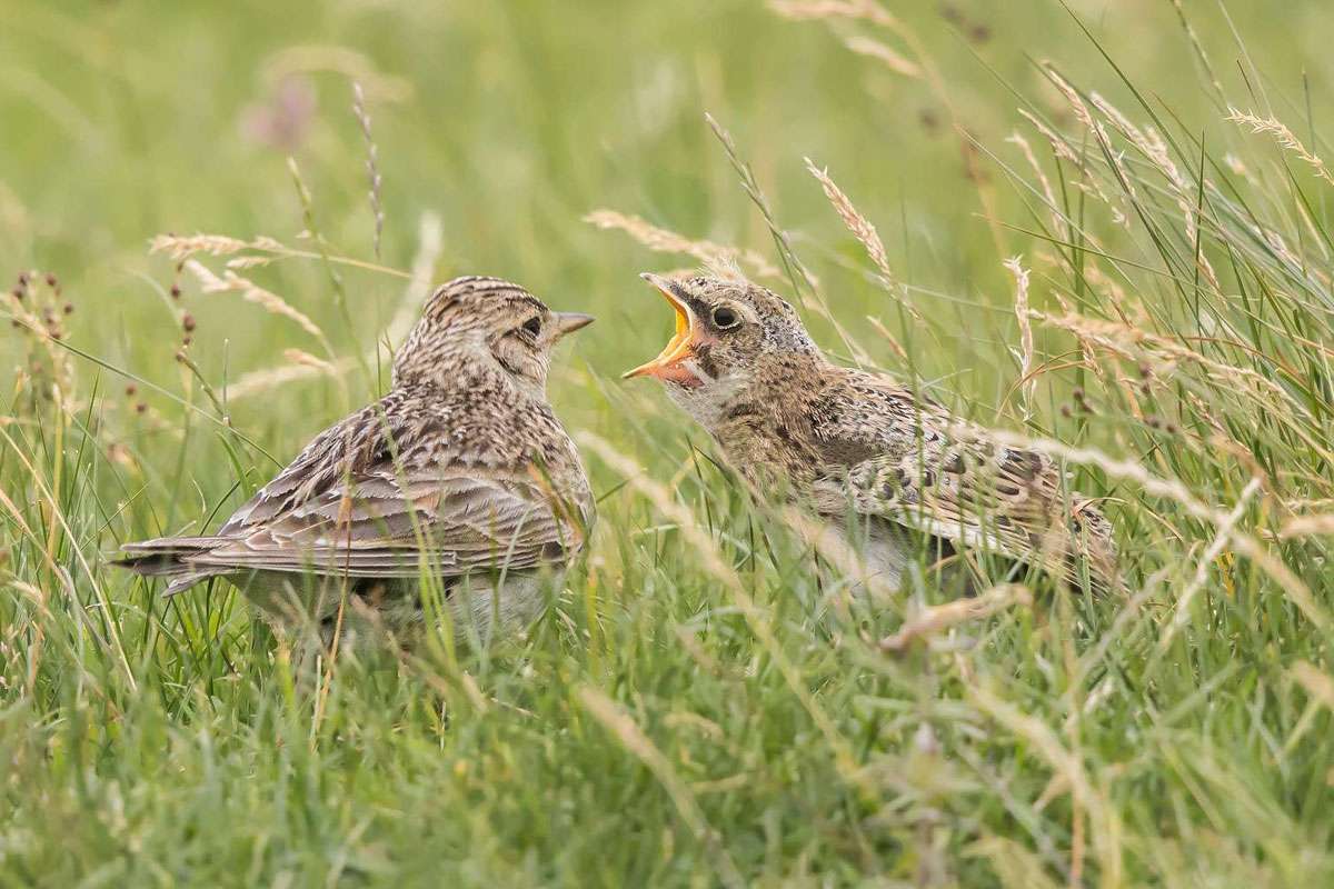 Feldlerchen (Alauda arvensis) sind typische Bewohner der Feldflur, (c) Johanna Große/NABU-naturgucker.de