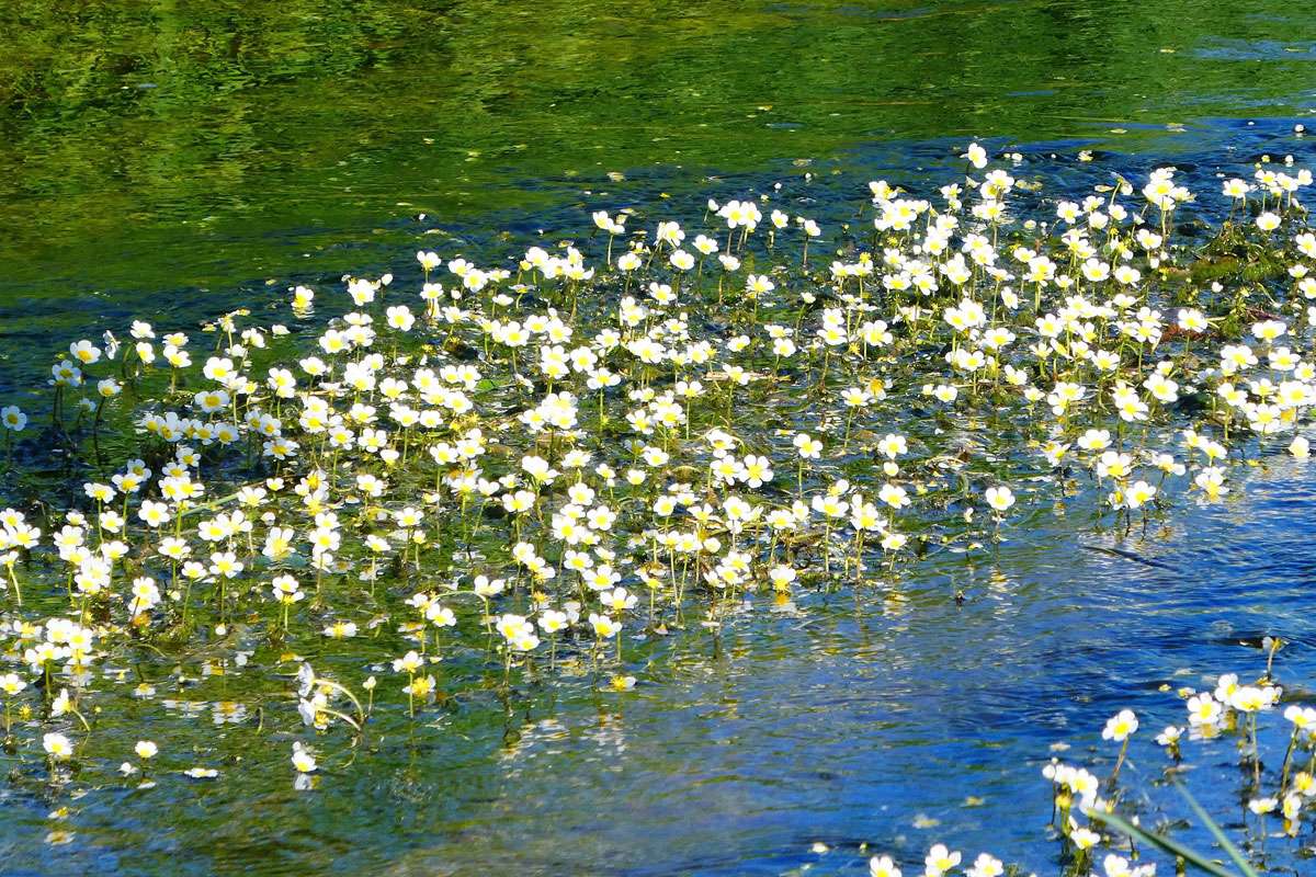 Flutender Wasser-Hahnenfuß (Ranunculus fluitans) wächst in Bächen und Flüssen, (c) Heidrun Burchard/NABU-naturgucker.de