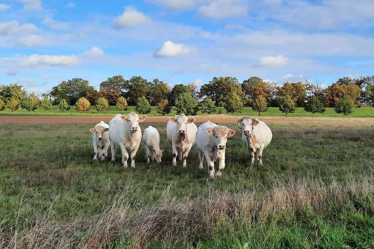 Neugierige Kühe (Bos primigenius subsp. taurus) auf einer Weide, (c) Sabine Kehling/NABU-naturgucker.de