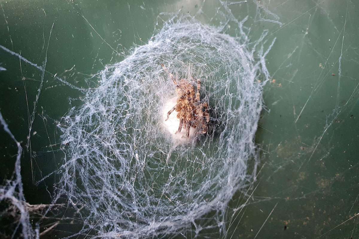 Wann pflanzt sich die Nosferatu-Spinne (Zoropsis spinimana) in Deutschland fort?, (c) Sabine Schuster/NABU-naturgucker.de