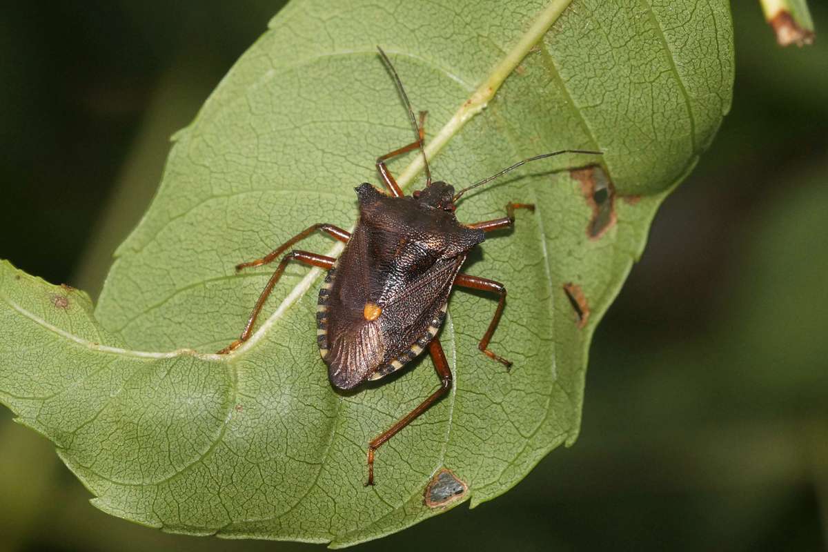 Machen Rotbeinige Baumwanzen (Pentatoma rufipes) Geräusche?, (c) Gaby Schulemann-Maier