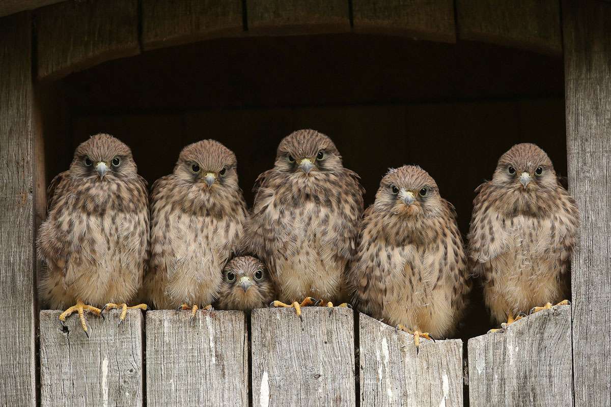 Auch ein starkes Team: junge Turmfalken (Falco tinnunculus), (c) Folkert Christoffers/NABU-naturgucker.de