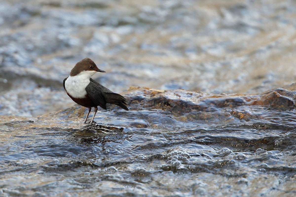 Wasseramseln (Cinclus cinclus) bewohnen schnell fließende Bäche, (c) Rainer Armbruster/NABU-naturgucker.de