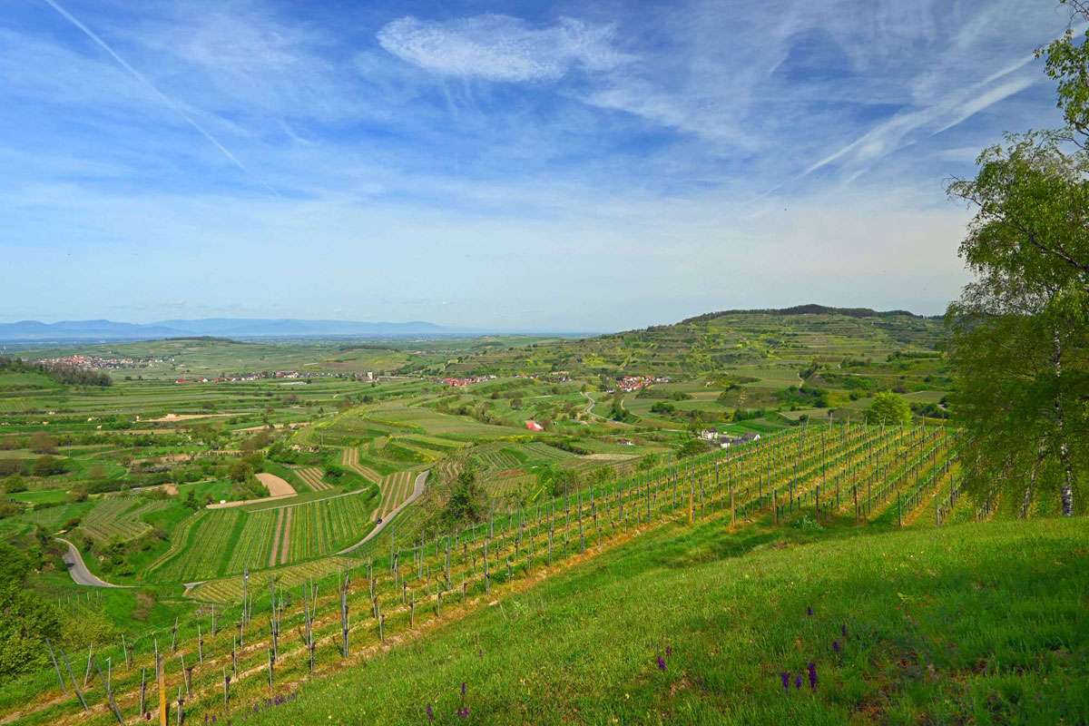 Weinberge gehören ebenfalls zur Feldflur, (c) Hans Schwarting/NABU-naturgucker.de