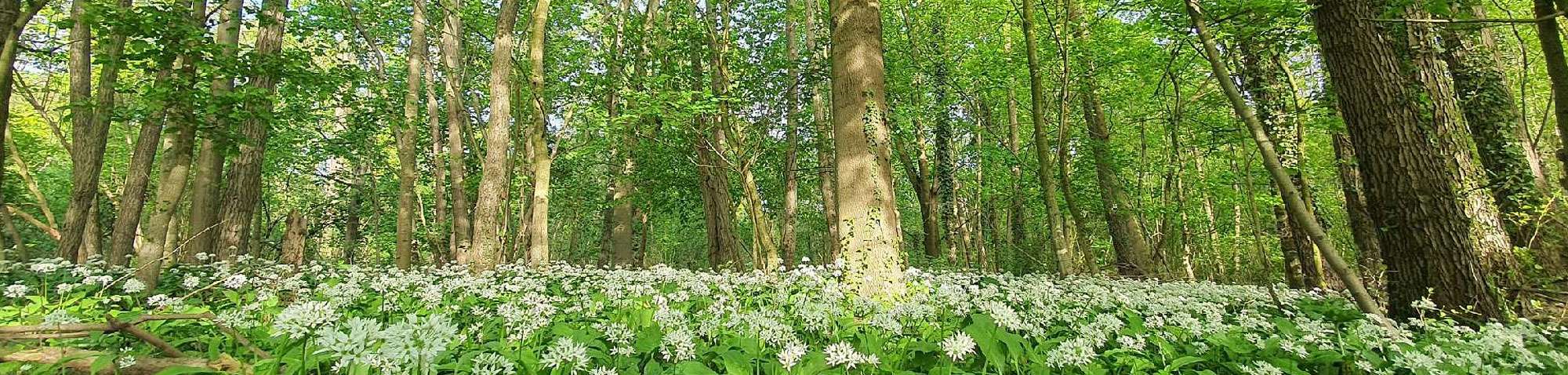 Frühlingswald mit blühendem Bär-Lauch (Allium ursinum), (c) Frank Philip Gröhl/NABU-naturgucker.de