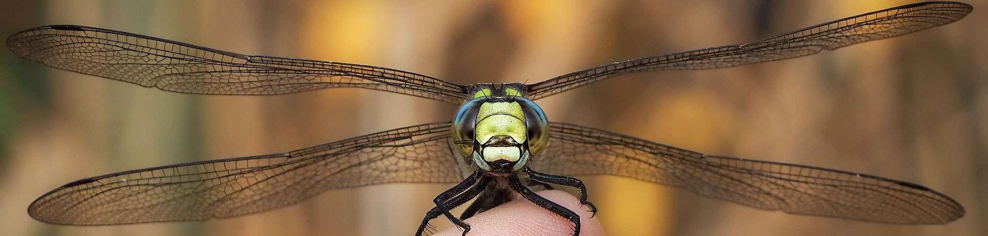 Blaugrüne Mosaikjungfer (Aeshna cyanea), (c) Istvan und Sabine Palfi/NABU-naturgucker.de