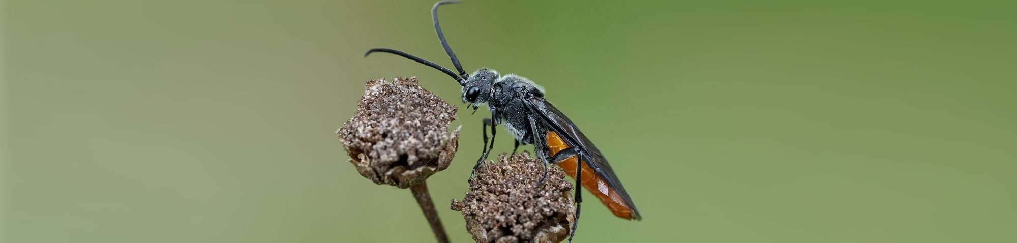 Dolerus sp., (c) Arno Laber/NABU-naturgucker.de