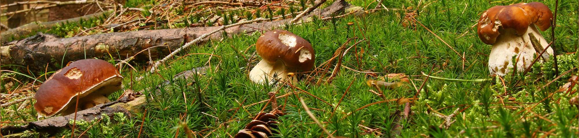 Fichtensteinpilz (Boletus edulis), (c) Wolfgang Wenner/NABU-naturgucker.de