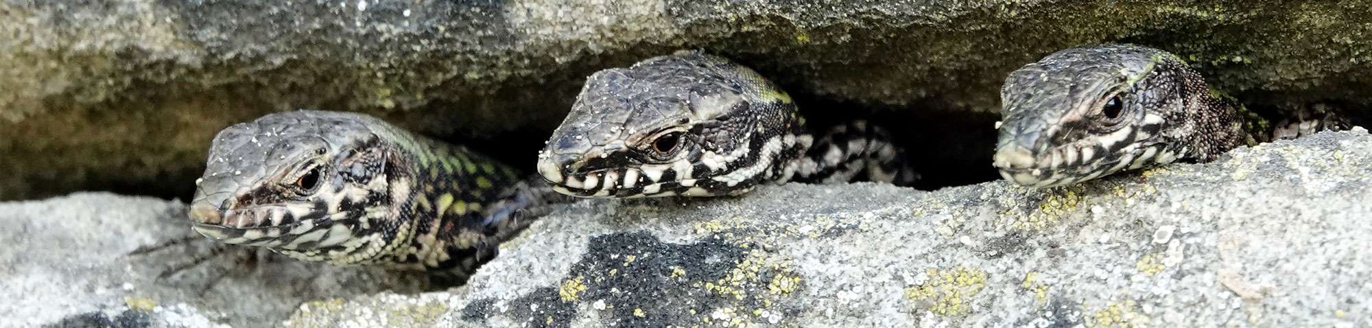 Gewöhnliche Mauereidechse (Podarcis muralis), (c) Jens Winter/NABU-naturgucker.de