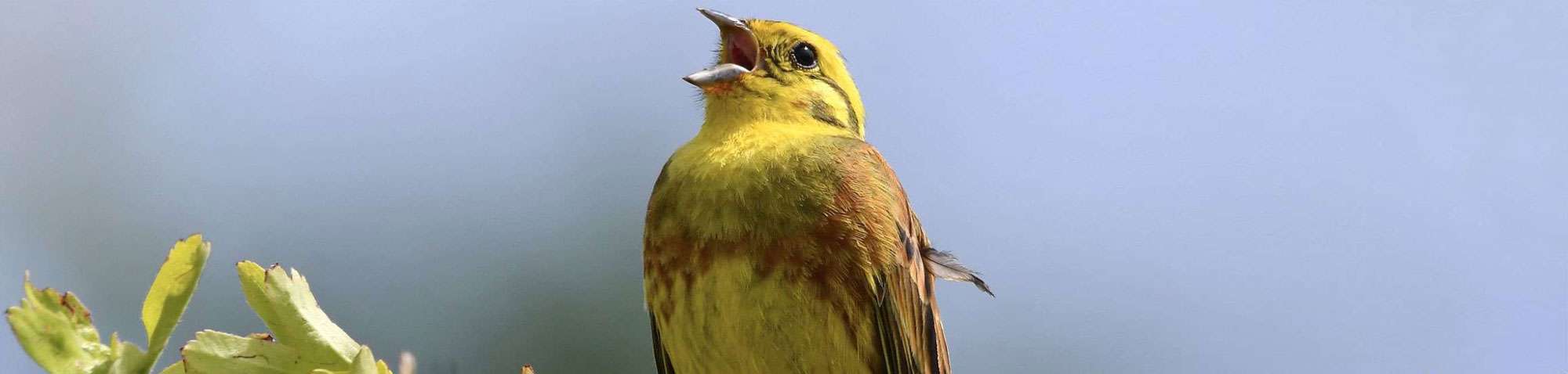 Goldammer (Emberiza citrinella), (c) Ralph Bergs/NABU-naturgucker.de