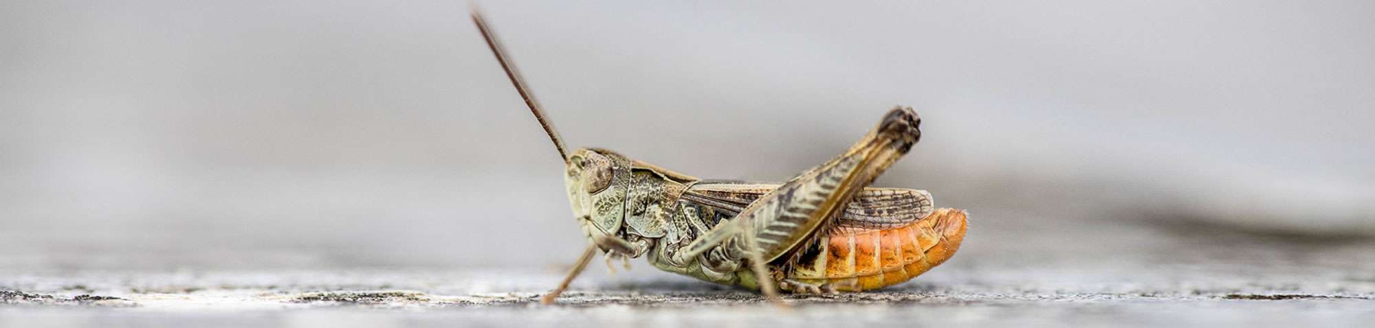 Rotleibiger Grashüpfer (Omocestus haemorrhoidalis), (c) Markus Kolbe/NABU-naturgucker.de