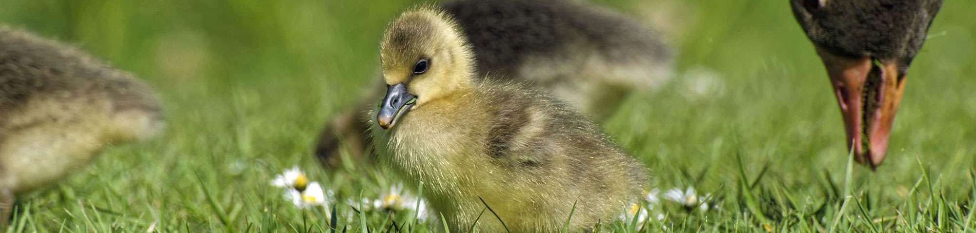 Junge Graugans (Anser anser), (c) Iris Lehmann/NABU-naturgucker.de