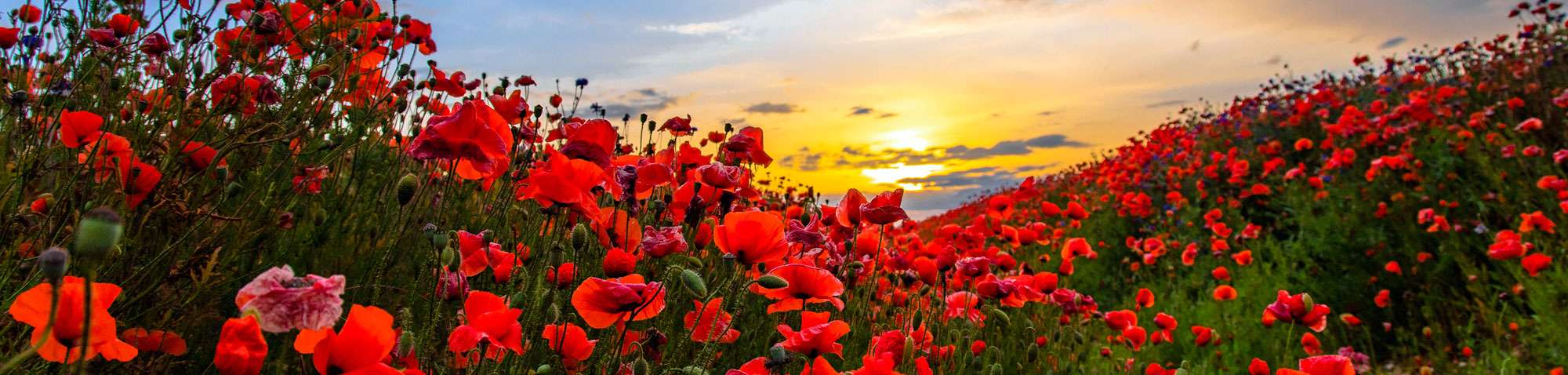 Klatschmohn (Papaver rhoeas), (c) Susanne Großnick/NABU-naturgucker.de