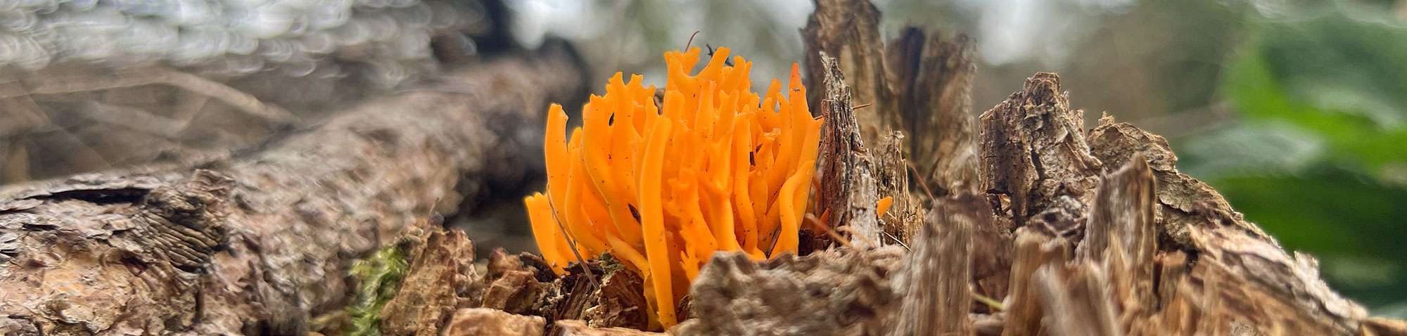 Klebriger Hörnling (Calocera viscosa), (c) Melanie Weber/NABU-naturgucker.de