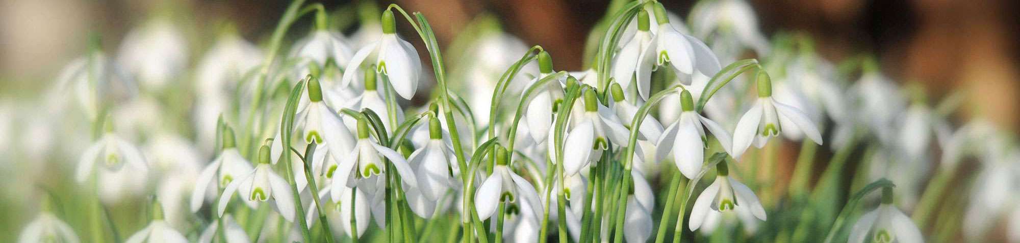 Kleines Schneeglöckchen (Galanthus nivalis), (c) Harald Bott/NABU-naturgucker.de