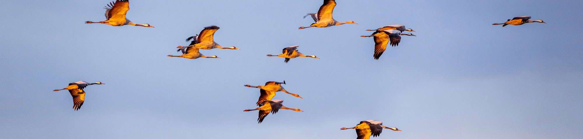 Kraniche (Grus grus), (c) Carsten Sekula/NABU-naturgucker.de