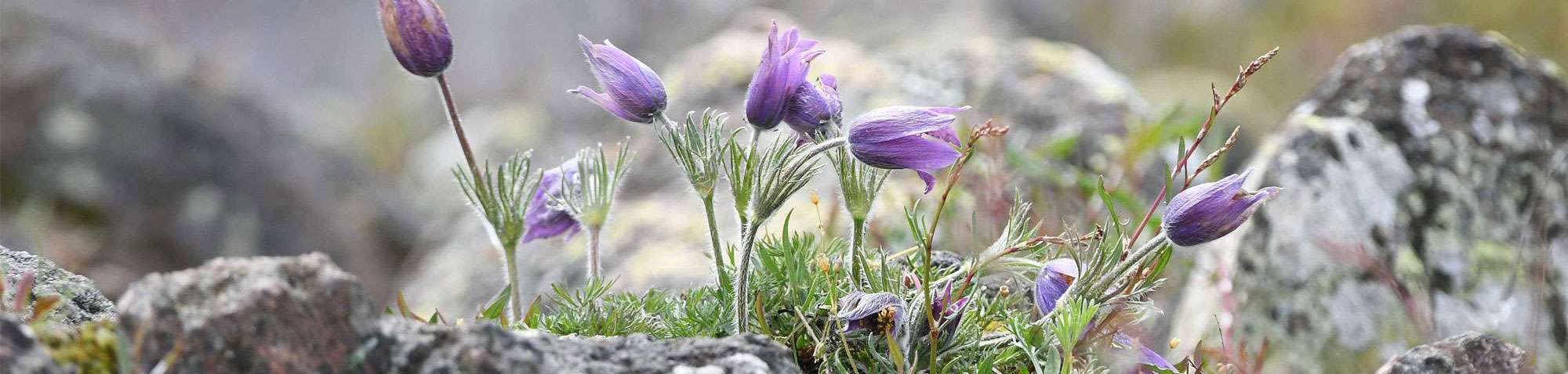 Gewöhnliche Küchenschelle (Pulsatilla vulgaris), (c) Harald Bott/NABU-naturgucker.de