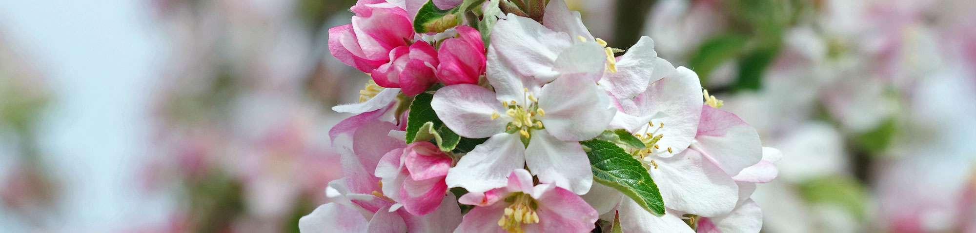 Blühender Kultur-Apfel (Malus domestica), (c) Werner Knoth/NABU-naturgucker.de