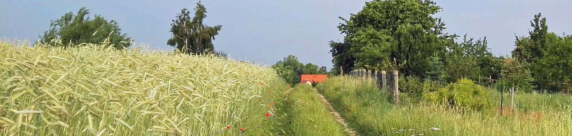 Lebensraum Feldflur, (c) Gaby Schulemann-Maier