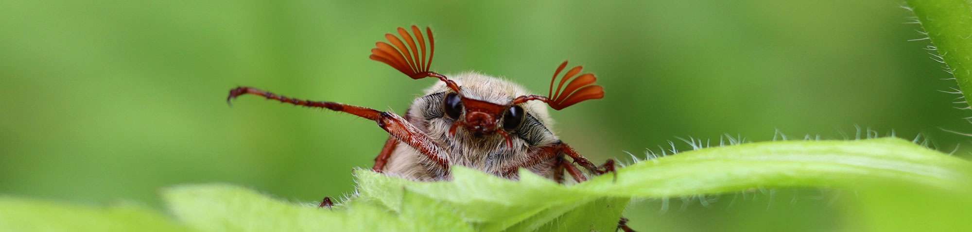 Maikäfer (Melolontha sp.), (c) Kirstin Salzgeber/NABU-naturgucker.de