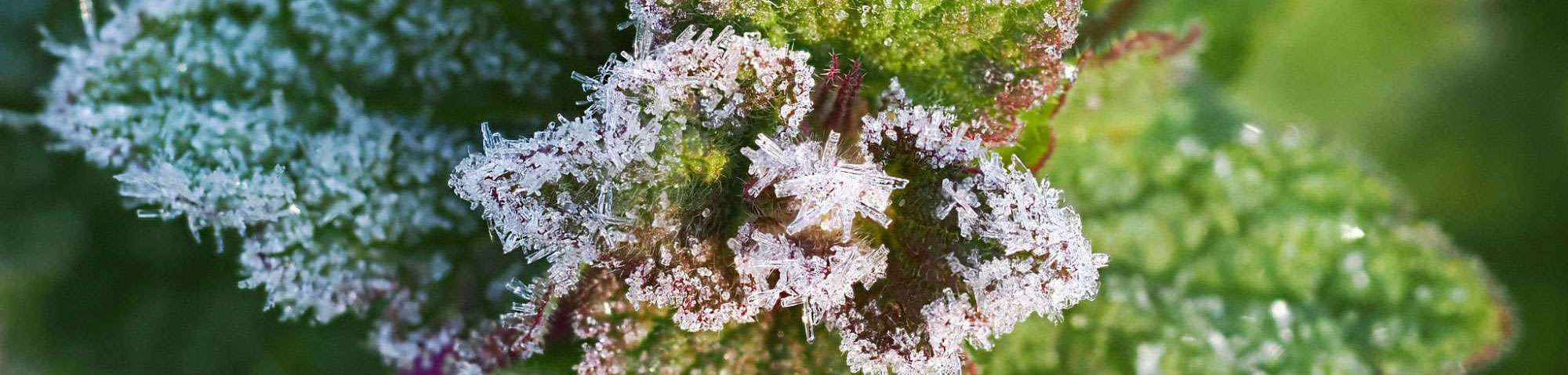 Purpurrote Taubnessel (Lamium purpureum), (c) Sabine Frey/NABU-naturgucker.de