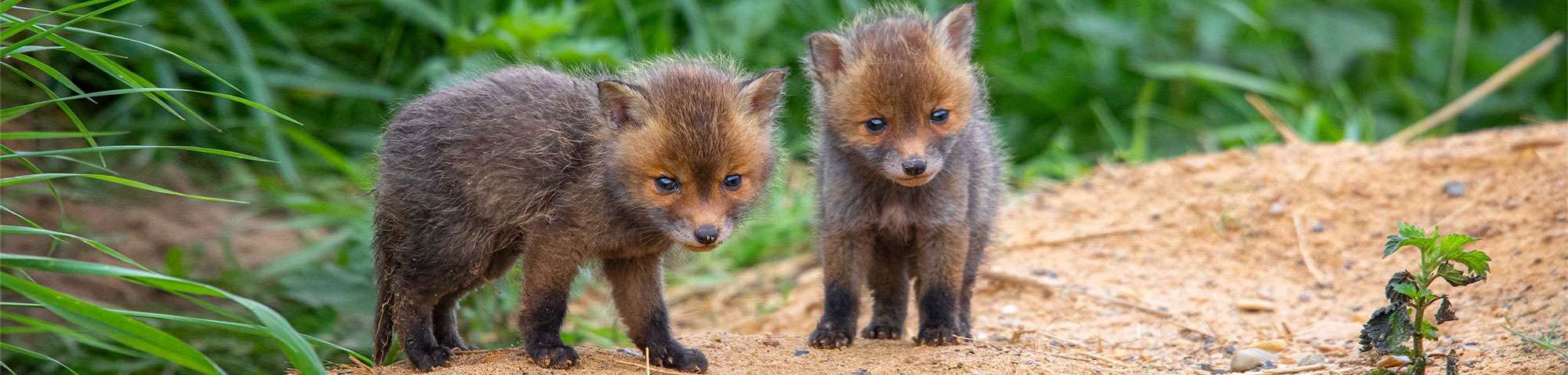 Junge Rotfüchse (Vulpes vulpes), (c) Susanne Großnick/NABU-naturgucker.de