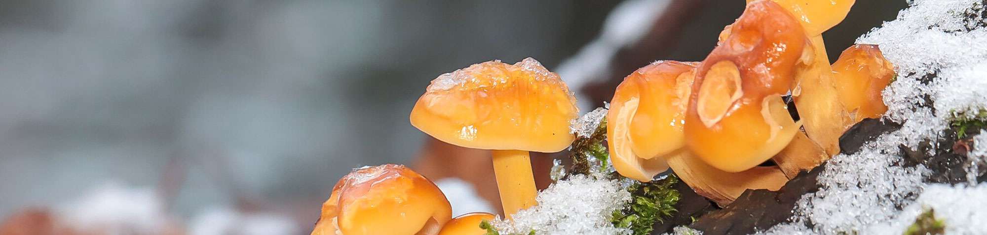 Samtfußrübling (Flammulina sp.), (c) Kerstin Karg/NABU-naturgucker.de