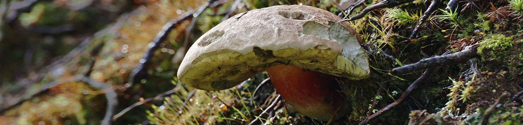 Schönfuß-Röhrling (Caloboletus calopus), (c) Ulf Simon/NABU-naturgucker.de