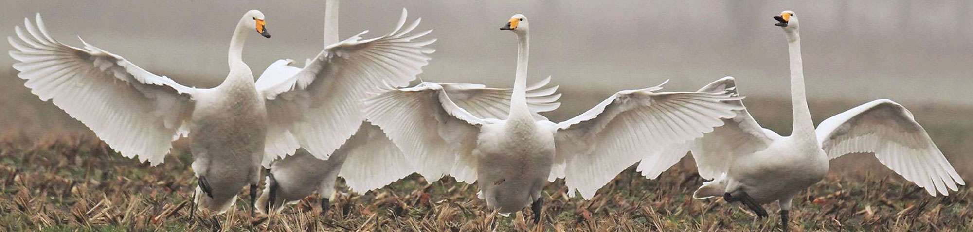 Singschwan (Cygnus cygnus), (c) Rolf Jantz/NABU-naturgucker.de