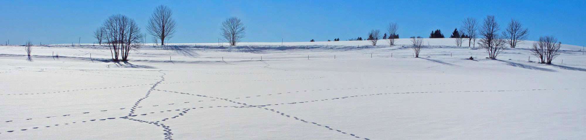 Tierspuren im Schnee, (c) adege/Pixabay