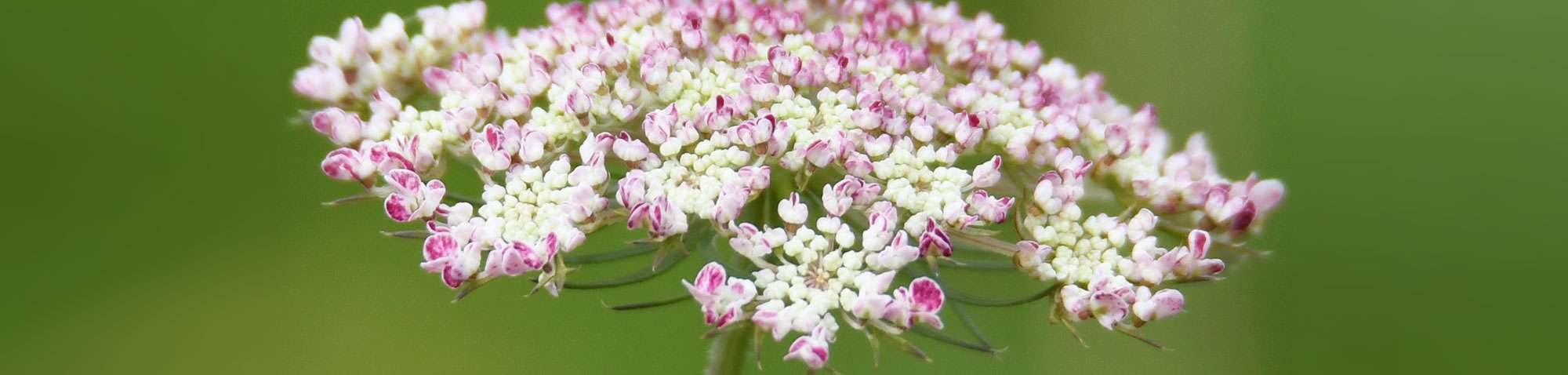 Wilde Möhre (Daucus carota), (c) Rolf Jantz/NABU-naturgucker.de