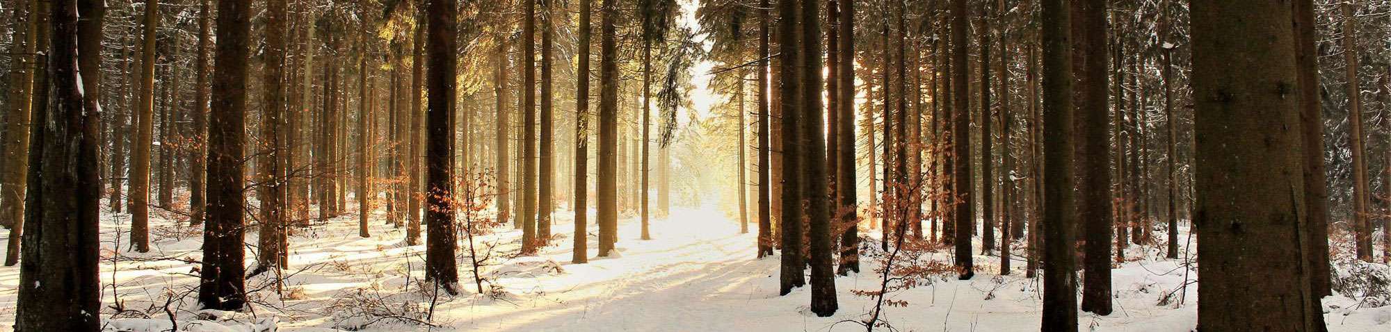 Winterwald, (c) Birgit Wichelmann-Werth/NABU-naturgucker.de