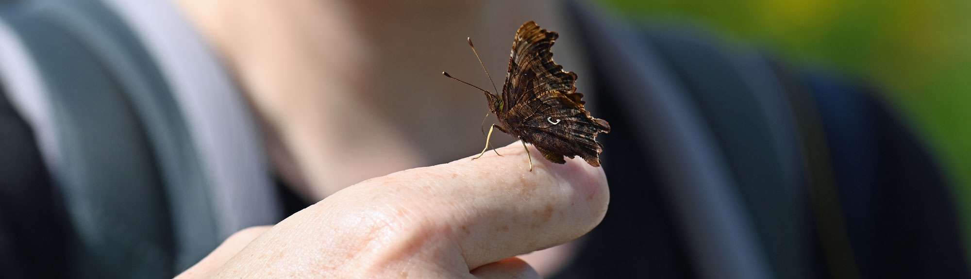 Naturbeobachterin mit C-Falter, (c) Ina Siebert/NABU-naturgucker.de