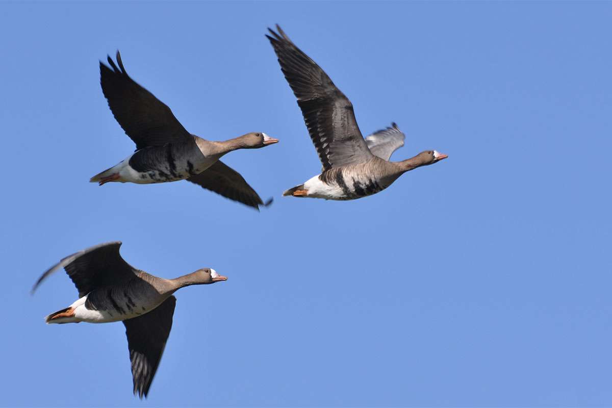 Blässgänse (Anser albifrons), (c) Thomas Griesohn-Pflieger