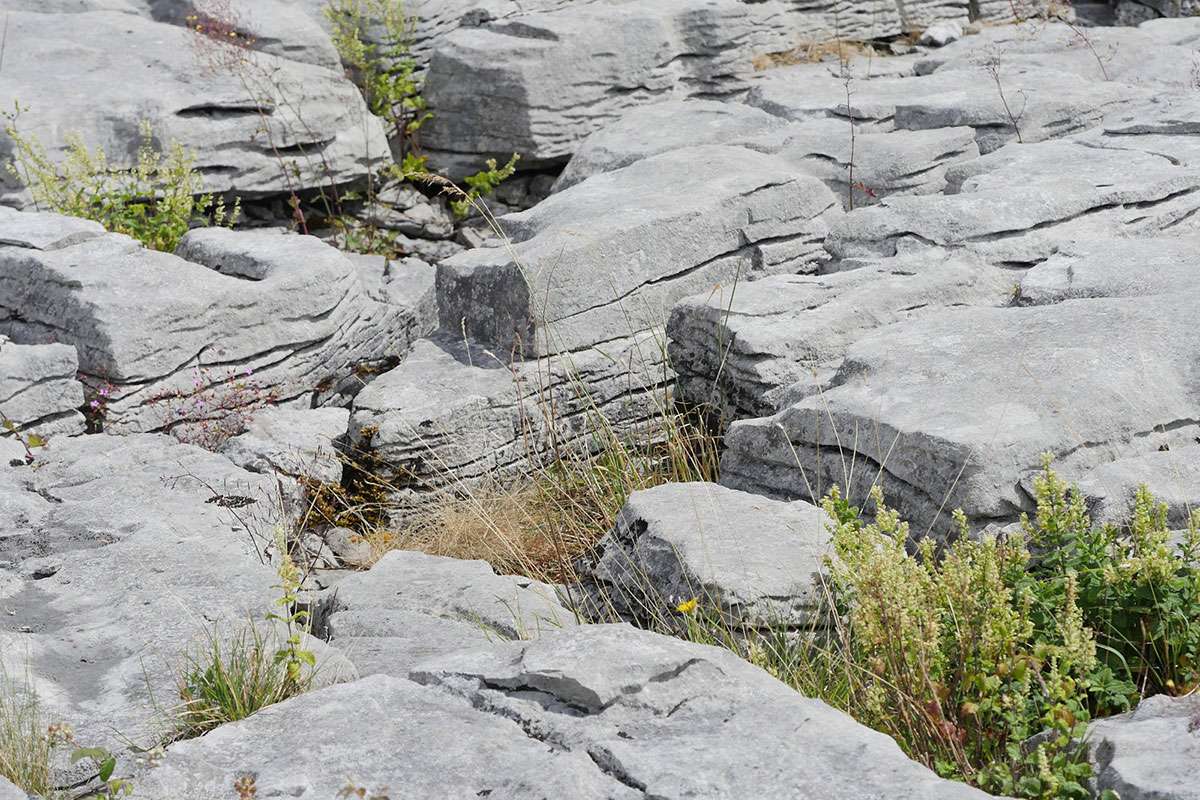 Der Burren – die beeindruckende Karstlandschaft im Westen Irlands, (c) Dr. Max Seyfried/NABU-naturgucker.de