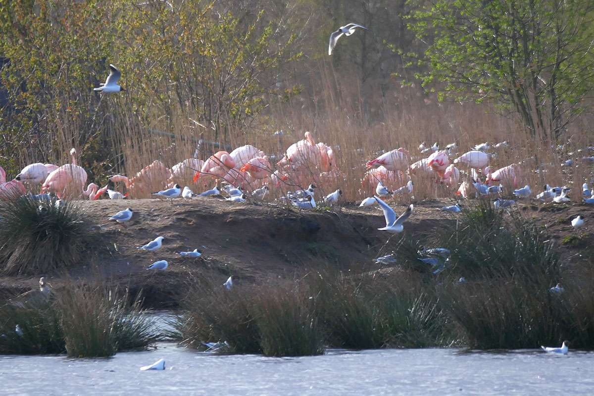 In der Flamingokolonie ist immer was los, (c) Thomas Griesohn-Pflieger