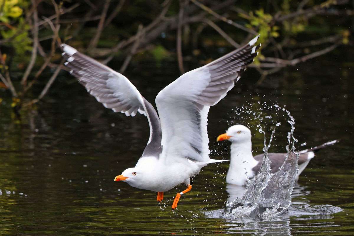 Heringsmöwen (Larus fuscus), (c) Jürgen Podgorski/NABU-naturgucker.de