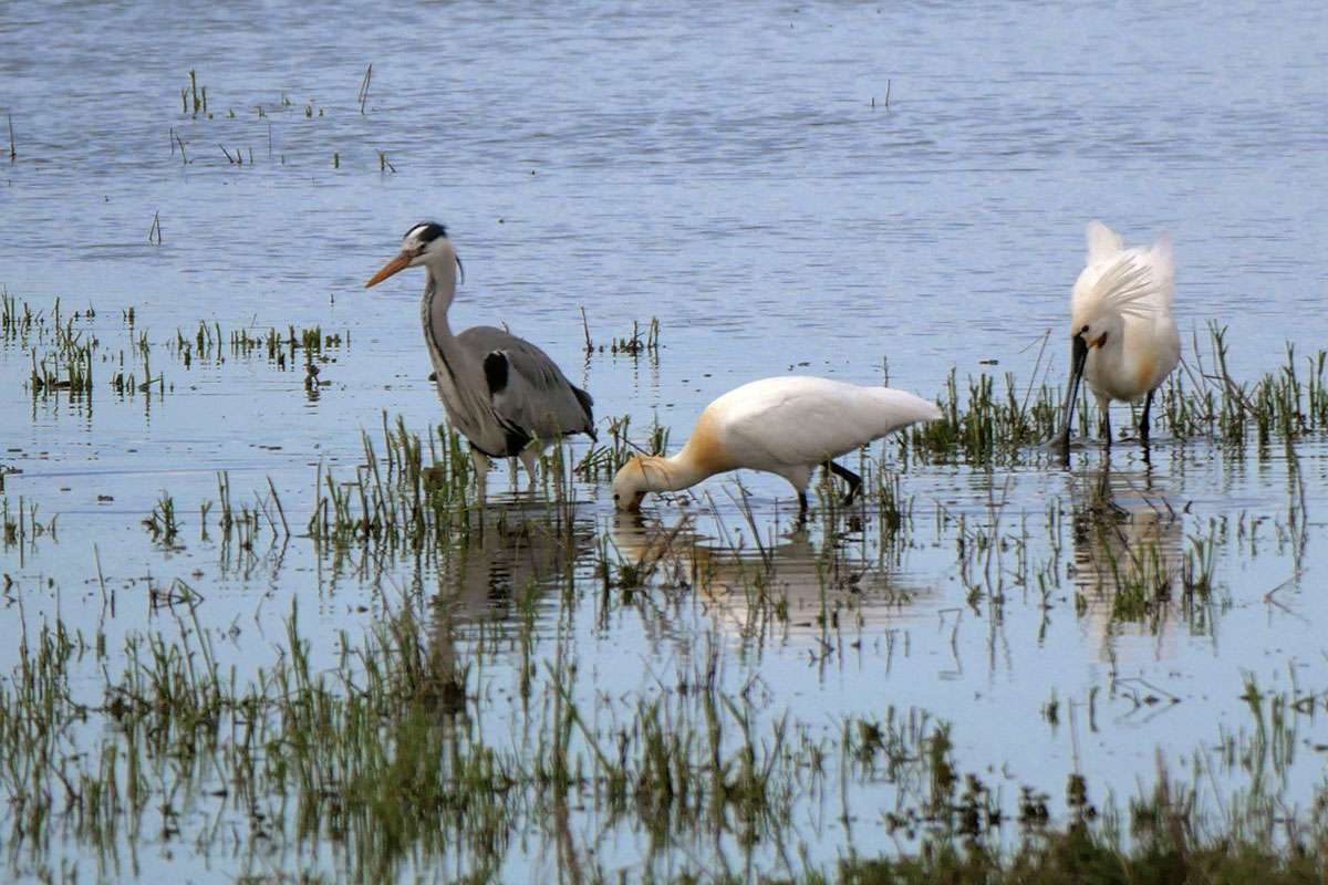 Löffler (Platalea leucorodia) und Graureiher (Ardea cinerea) Seite an Seite, (c) Thomas Griesohn-Pflieger