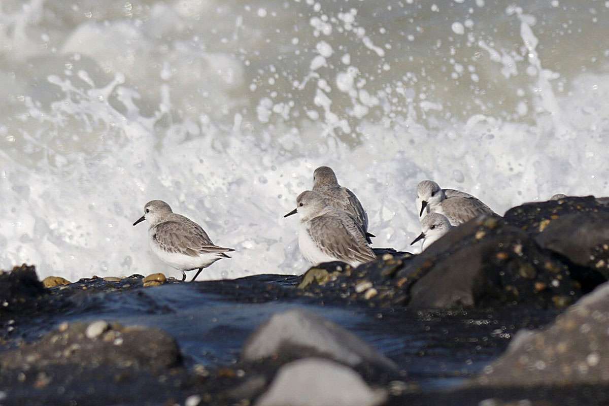 Sanderlinge (Calidris alba), (c) Thomas Griesohn-Pflieger