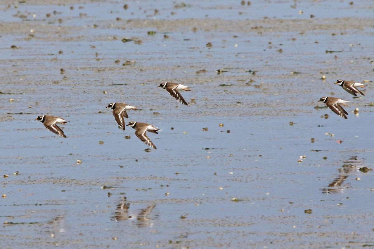 Sandregenpfeifer (Charadrius hiaticula), (c) Roland Tichai/NABU-naturgucker.de