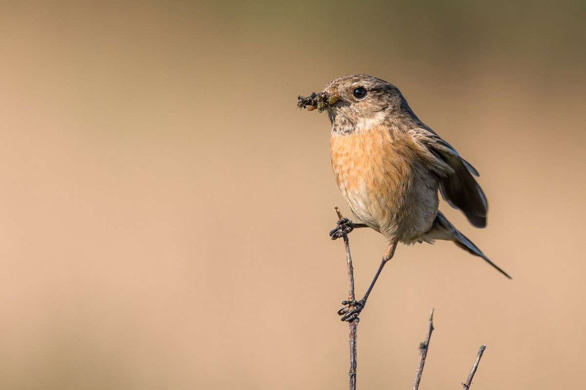 Europäisches Schwarzkehlchen (Saxicola torquatus), (c) Axel Aßmann/NABU-naturgucker.de