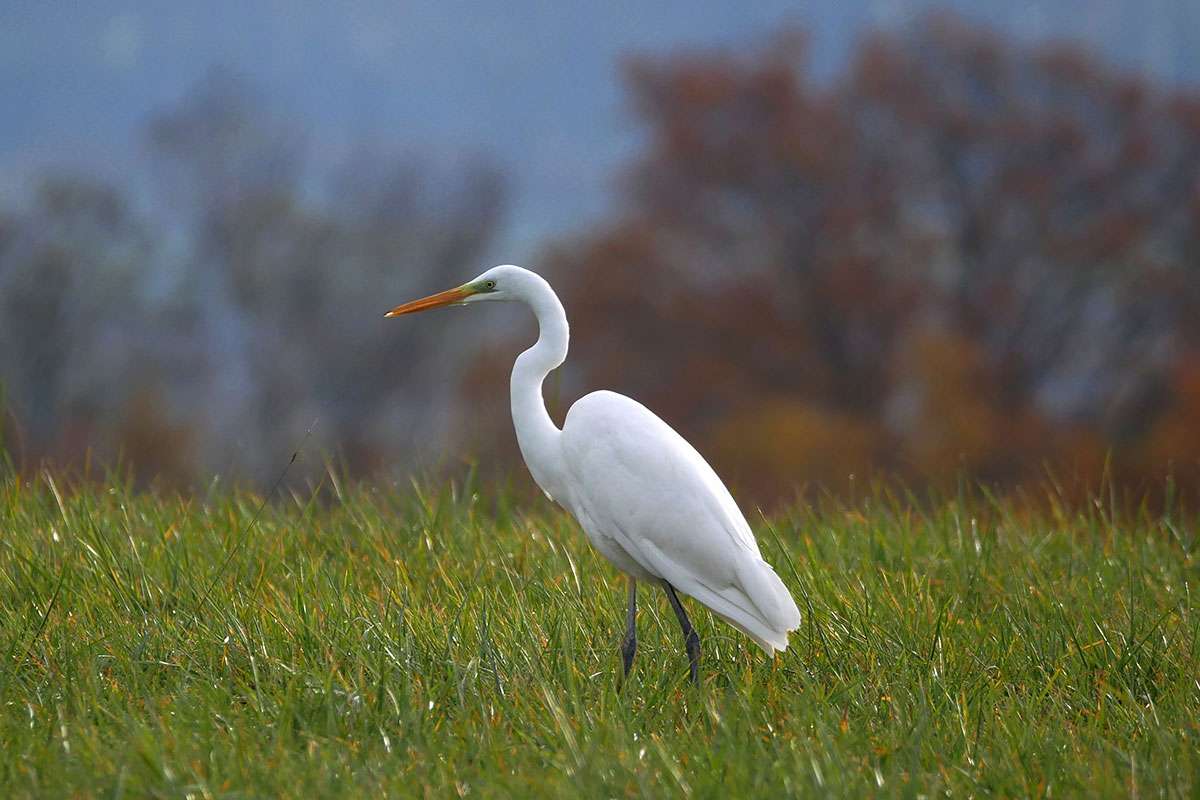 Silberreiher (Ardea alba), (c) Thomas Griesohn-Pflieger