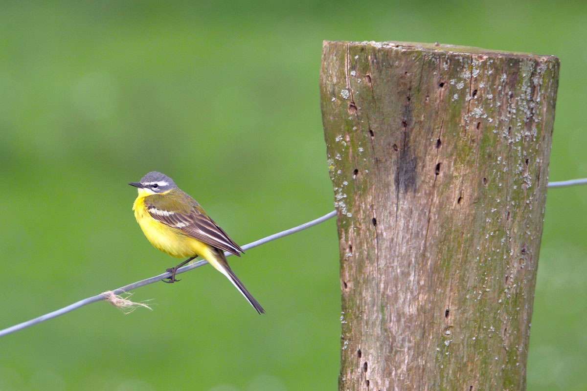 Wiesenschafstelze (Motacilla flava subsp. flava), (c) Thomas Griesohn-Pflieger